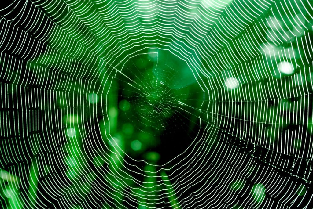 photo macro d'une toile d'araignée avec des orbes en arrière plan 
